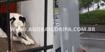 Foto: Divulgação - PCSC -Agora Floripa.