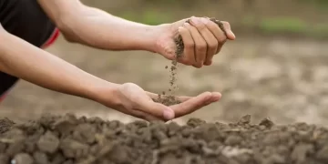 Foto: Arquivo OP/Rural