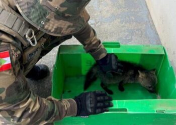 Foto: PMSC - Divulgação.