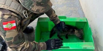 Foto: PMSC - Divulgação.