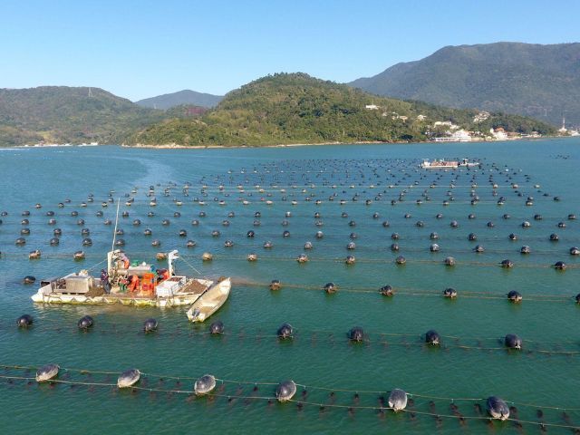 Foto: Divulgação-Epagri.