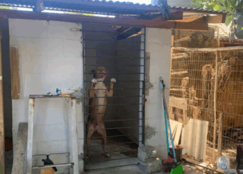 Foto: Divulgação - PCSC.