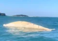 Foto: Divulgação - Agora Floripa.