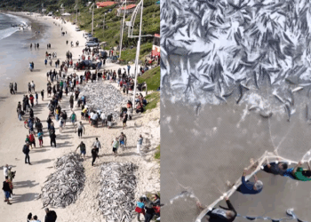 Foto: Divulgação - Agora Floripa.