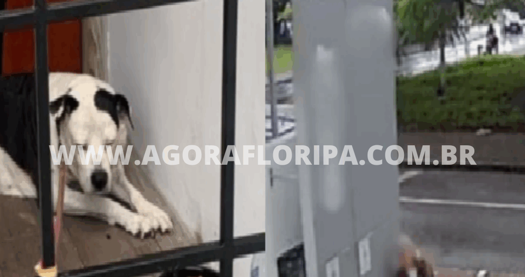 Foto: Divulgação - PCSC -Agora Floripa.