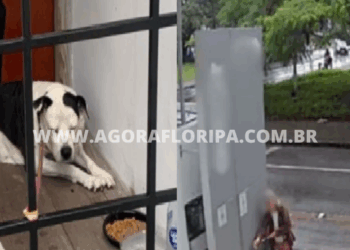 Foto: Divulgação - PCSC -Agora Floripa.