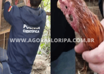 Foto: Divulgação - PCSC -Agora Floripa.
