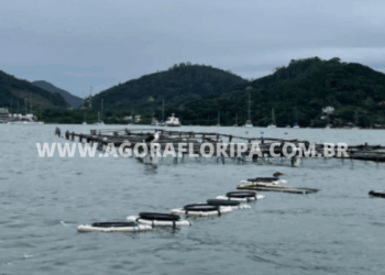 Foto: Divulgação-CCB-UFSC-Agora Floripa.